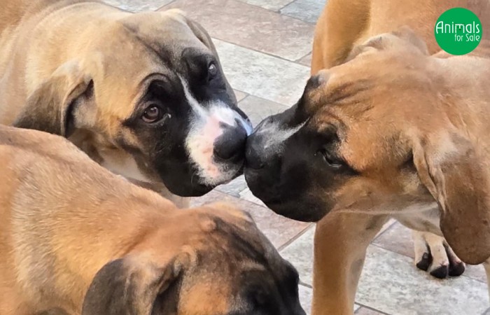 FILHOTES DE CANE CORSO ITALIANO