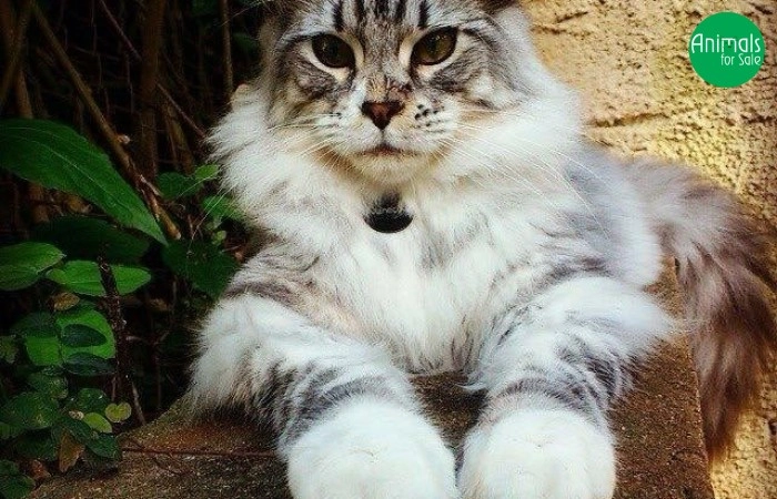 Gatil Cervicat - Maine Coon e Ragdoll 