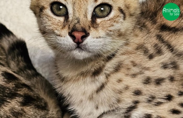 Savannah f1  macho a Venda - sale 