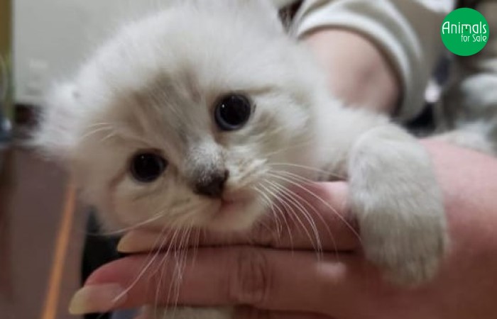 Gatil Munchkin - lindos filhotes de American Curl disponíveis