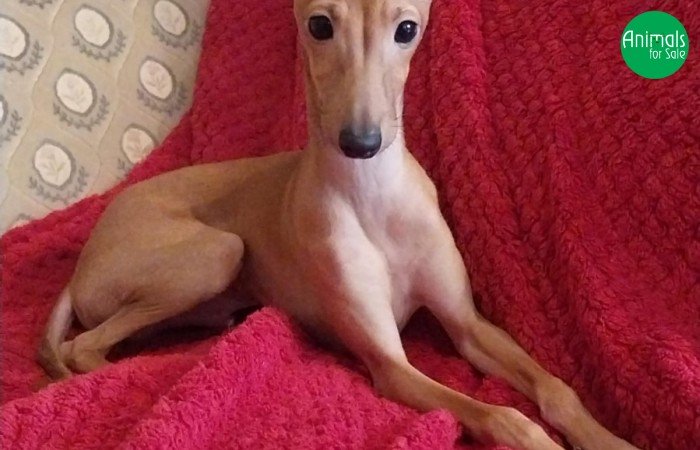 Canil Scuderia dei Baronetti - especializado em Galgo Italiano